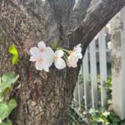 ヒメ日記 2025/04/06 08:15 投稿 しき 横浜Cute