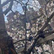 ヒメ日記 2025/04/18 08:34 投稿 しき 横浜Cute