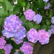 ヒメ日記 2025/06/08 13:29 投稿 しき 横浜Cute