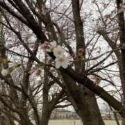 ヒメ日記 2025/03/28 10:06 投稿 真野 人妻楼 熊谷店