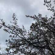 ヒメ日記 2025/04/02 10:05 投稿 真野 人妻楼 熊谷店