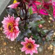 ヒメ日記 2025/10/01 06:23 投稿 真野 人妻楼 熊谷店