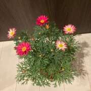 ヒメ日記 2026/01/18 22:55 投稿 真野 人妻楼 熊谷店