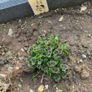 ヒメ日記 2026/03/16 09:30 投稿 真野 人妻楼 熊谷店