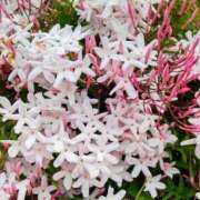 ヒメ日記 2025/09/16 20:22 投稿 なつみ フローラル