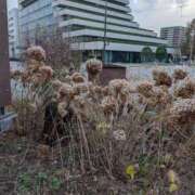 ヒメ日記 2026/01/02 11:28 投稿 なつみ フローラル