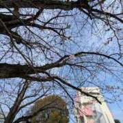 ヒメ日記 2026/03/24 15:47 投稿 なつみ フローラル