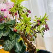 ヒメ日記 2025/03/24 09:03 投稿 かなで 厚木人妻城