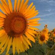 ヒメ日記 2025/08/08 08:16 投稿 かなで 厚木人妻城