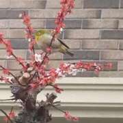 ヒメ日記 2026/03/16 13:48 投稿 小林ゆき 東京不倫～とうきょうふりん～