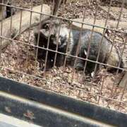 小島こころ たぬぽめ 厚木OL委員会