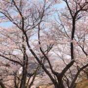 ヒメ日記 2025/04/06 17:44 投稿 すみれ 大奥 梅田店