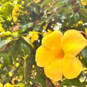 ヒメ日記 2025/07/07 18:57 投稿 カオルコ キャンディ(鹿児島)