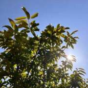 ヒメ日記 2025/07/12 14:30 投稿 カオルコ キャンディ(鹿児島)