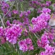 ヒメ日記 2026/01/13 10:09 投稿 すい 恋愛生欲情の扉