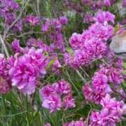 ヒメ日記 2026/04/14 13:09 投稿 すい 恋愛生欲情の扉