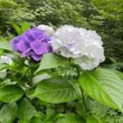 ヒメ日記 2025/05/10 13:34 投稿 千優(ちひろ) PLUS難波店