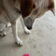 ヒメ日記 2024/12/15 10:41 投稿 柊 素人妻達☆マイふぇらレディー