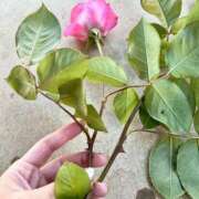 ヒメ日記 2025/05/01 16:05 投稿 柊 素人妻達☆マイふぇらレディー