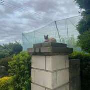 ヒメ日記 2025/07/01 16:48 投稿 柊 素人妻達☆マイふぇらレディー