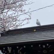 ヒメ日記 2025/04/14 15:54 投稿 ゆい 奥さま未来　立川店