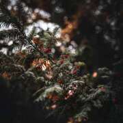 ヒメ日記 2024/12/20 18:21 投稿 歌織(かおり) グランドオペラ横浜