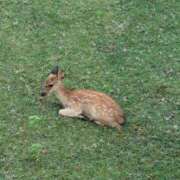 ヒメ日記 2025/08/14 13:38 投稿 りささん いけない奥さん 十三店