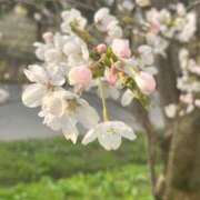 ヒメ日記 2025/04/08 10:58 投稿 りささん いけない奥さん 梅田店