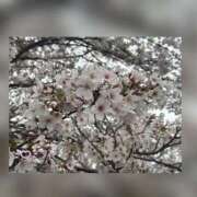 ヒメ日記 2026/03/17 13:41 投稿 槇田(まきた) 熟女出逢い会 『百合の園』 五反田店