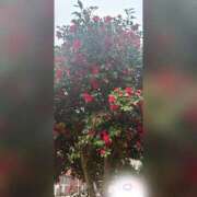 ヒメ日記 2026/04/08 13:31 投稿 槇田(まきた) 熟女出逢い会 『百合の園』 五反田店