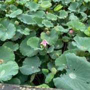 ヒメ日記 2025/08/23 20:13 投稿 なずな 素人系イメージSOAP彼女感大宮館