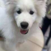 なずな ワンだふる🐶 素人系イメージSOAP彼女感大宮館