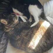 ヒメ日記 2025/02/18 17:22 投稿 れい 奥様プリモ