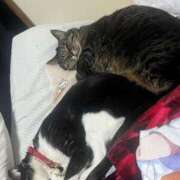 ヒメ日記 2025/03/04 20:22 投稿 れい 奥様プリモ