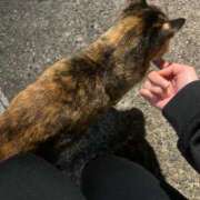 ヒメ日記 2025/03/04 23:02 投稿 れい 奥様プリモ