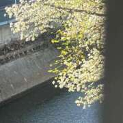 ヒメ日記 2025/04/09 19:19 投稿 れい 奥様プリモ