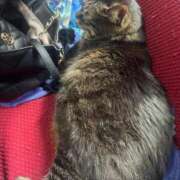 ヒメ日記 2025/04/10 18:19 投稿 れい 奥様プリモ