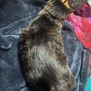 ヒメ日記 2025/04/16 16:09 投稿 れい 奥様プリモ