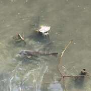 ヒメ日記 2025/04/22 16:19 投稿 れい 奥様プリモ