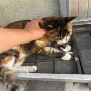 ヒメ日記 2025/08/01 17:39 投稿 れい 奥様プリモ