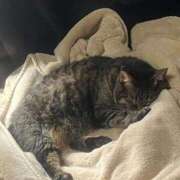 ヒメ日記 2025/08/29 11:49 投稿 れい 奥様プリモ