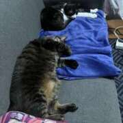 ヒメ日記 2025/11/14 13:19 投稿 れい 奥様プリモ