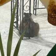 ヒメ日記 2025/12/20 14:09 投稿 れい 奥様プリモ