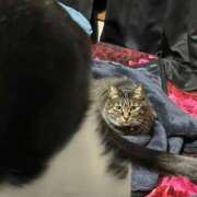 ヒメ日記 2025/12/21 12:09 投稿 れい 奥様プリモ