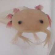 ヒメ日記 2026/01/29 11:19 投稿 れい 奥様プリモ