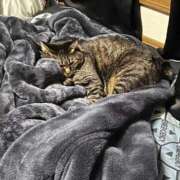 ヒメ日記 2026/02/17 13:29 投稿 れい 奥様プリモ