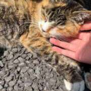 ヒメ日記 2026/04/10 14:19 投稿 れい 奥様プリモ