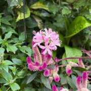 ヒメ日記 2025/12/31 12:33 投稿 ♡シズカ MEGA PALACE(メガパレス）