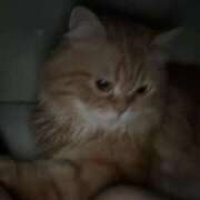 ヒメ日記 2026/02/01 13:50 投稿 ♡シズカ MEGA PALACE(メガパレス）