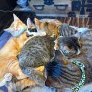 ヒメ日記 2026/03/12 21:05 投稿 ♡シズカ MEGA PALACE(メガパレス）